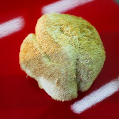 牡丹江 农垦森肴特产 猴头菇 一盒200g 优质精选，自然晾干