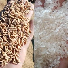 绥滨特产 晶锐农艺 长粒香米稻鸭米礼盒 5kg 修长饱满，自然健康 包邮
