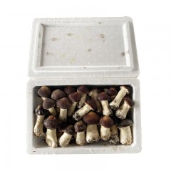 龙江特产 赫乡田源赤松茸鲜品 2.5kg/箱 口感好，营养丰富 包邮