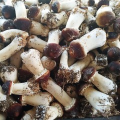 龙江特产 赫乡田源赤松茸鲜品 2.5kg/箱 口感好，营养丰富 包邮