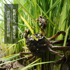 【特惠商品】虎林市特产 磨谷道蟹稻米 2斤*5块/箱