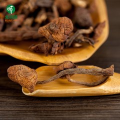 【特惠商品】伊春特产 北货郎榛蘑 250g 山珍野味，绿色健康 包邮