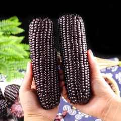 【特惠商品】五常特产 连二红旗黑玉米 约2kg 颗粒饱满，香糯不甜 包邮