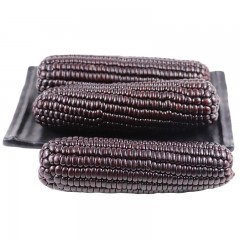 【特惠商品】五常特产 连二红旗黑玉米 约2kg 颗粒饱满，香糯不甜 包邮