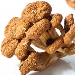 【特惠商品】依安县特产 依鑫蘑菇 250g 朵大肉厚，肉质坚韧 包邮