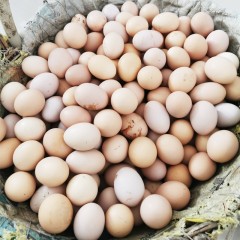【特惠商品】【扶贫产品】拜泉县特产 土鸡蛋 100个/箱 绿色健康无污染 包邮