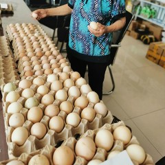 【特惠商品】【扶贫产品】拜泉县特产 土鸡蛋 100个/箱 绿色健康无污染 包邮