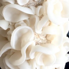 【特惠商品】密山市特产 东贡御品白木耳 500克 精挑细选，自然晒干 包邮 包邮