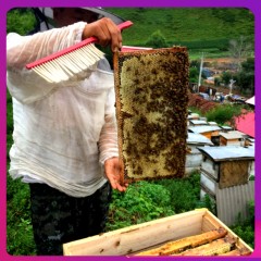 【特惠商品】穆棱市特产 选货郎东北椴树蜜 500g*2瓶 色泽晶莹，醇厚甘甜 包邮