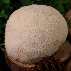【特惠商品】海林市特产 海麟玉品鲜猴头菇 2斤/箱 味道鲜美，营养丰富 包邮