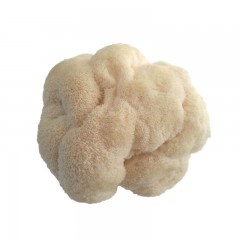 【特惠商品】海林市特产 海麟玉品鲜猴头菇 2斤/箱 味道鲜美，营养丰富 包邮