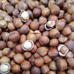 【特惠商品】鸡西特产 植仁膳用开口榛子大个 500g 零食坚果特产炒货 包邮