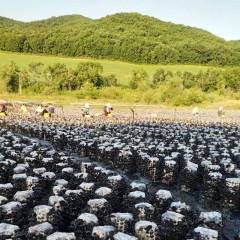 【特惠商品】鸡西特产 吉龙山湖泉水木耳 250克 肉质厚实，脆嫩爽口 包邮