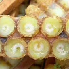 【特惠商品】东宁县特产 跨境蜂恋 蜂王浆 500g 包邮