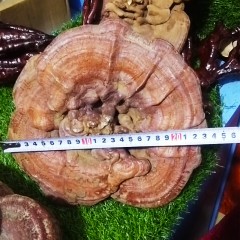 龙江特产 桃山黑丰 灵芝 300克左右 肉质紧实，营养丰富 包邮