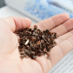 【特惠商品】馨馨家纺 庭园 优质纯荞麦枕 2只 清肝去火，四季皆宜 包邮