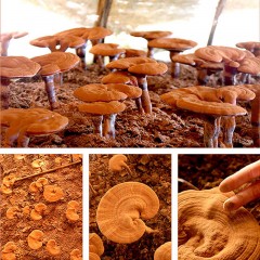 【特惠商品】齐齐哈尔特产 灵芝袍子粉 营养丰富、易吸收 包邮