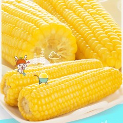 龙江特产 三江金穗子 鲜食黏玉米 2穗装*4袋 玉米既采集封装留住自然 包邮
