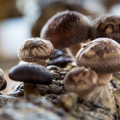 龙江特产 米稻乡山珍大礼包 4盒*150g/袋 直接采摘，原色原味 包邮
