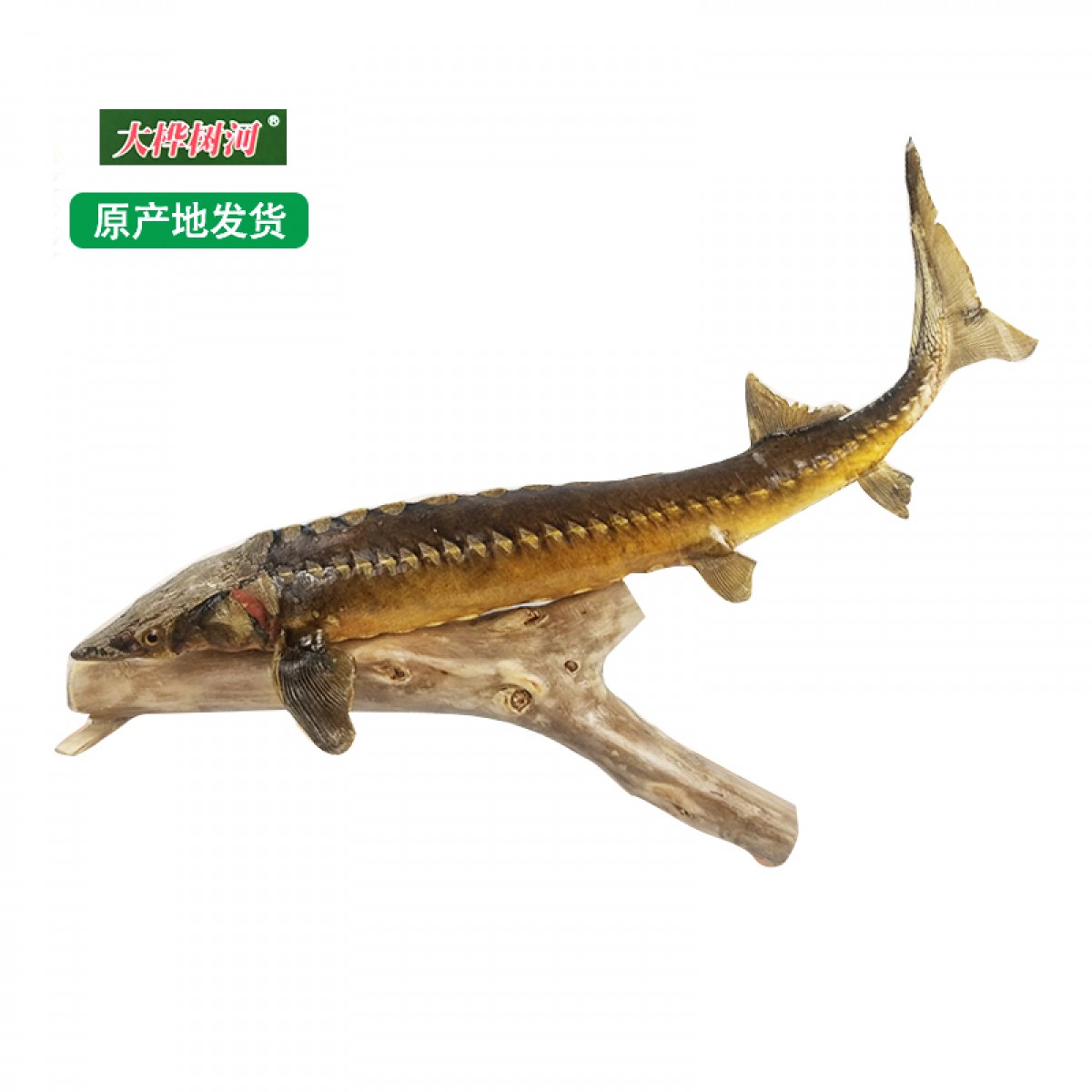抚远艺术品 鲟鳇鱼标本-顺风顺水 83cm/个 经典手工制品 包邮