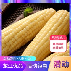 龙江特产 同江绿农甜糯玉米 10穗/箱 2色可选，双层保鲜营养主食谷类杂粮 包邮[批发]