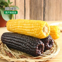 龙江特产 同江绿农甜糯玉米 10穗/箱 2色可选，双层保鲜营养主食谷类杂粮 包邮[批发]