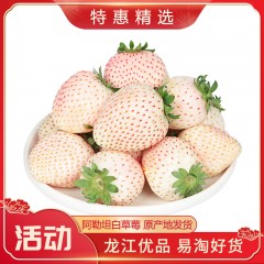 【特惠商品】内蒙土默特左旗特产 阿勒坦白草莓 600g 个大饱满，果肉细腻 包邮