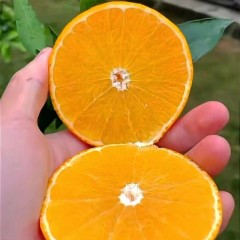 爱媛38号果冻橙 18.5kg/筐 新鲜当季水果柑橘蜜桔子整箱大果 包邮
