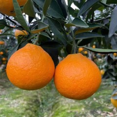 爱媛38号果冻橙 18.5kg/筐 新鲜当季水果柑橘蜜桔子整箱大果 包邮