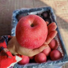 洛川高原红苹果 2.5kg/箱 当季现摘甜脆多汁 包邮