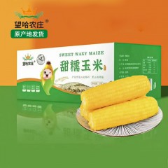 龙江特产 望哈农庄甜糯玉米 10个/箱（14公分）东北玉米，软糯香甜 包邮