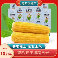 龙江特产 望哈农庄甜糯玉米 10个/箱（14公分）东北玉米，软糯香甜 包邮
